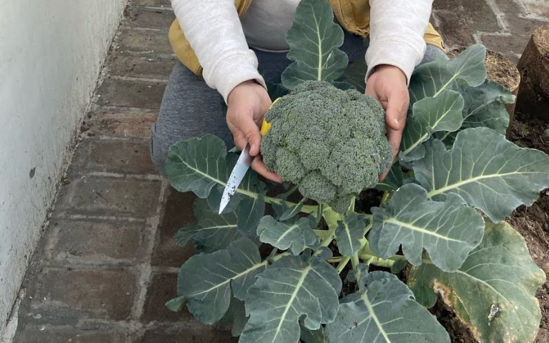 With this method you can plant broccoli in a pot or on the terrace.