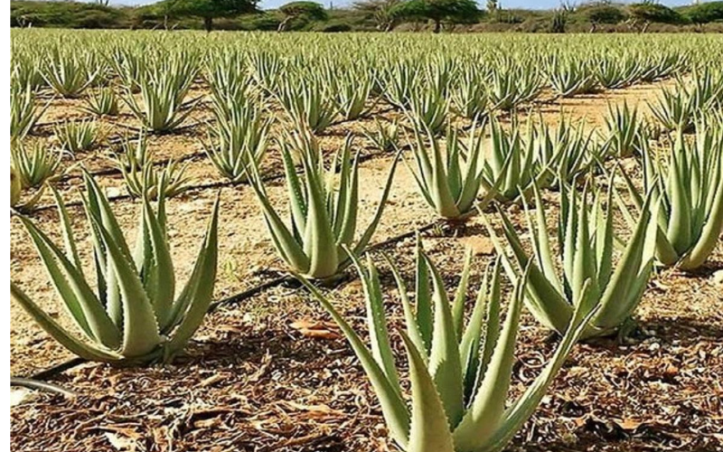 demand of Aloe Vera