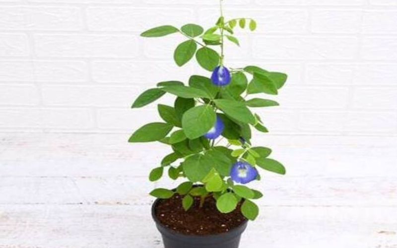 You can also plant Aparajita plant, known by other names like Butterfly Pea, Neelkanth and many other names,