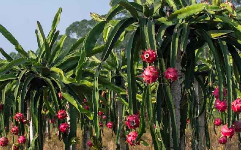 Government is giving subsidy for dragon fruit cultivation in Bihar