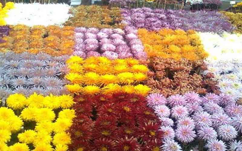 More than a hundred varieties of chrysanthemums seen in the flower exhibition of Samastipur