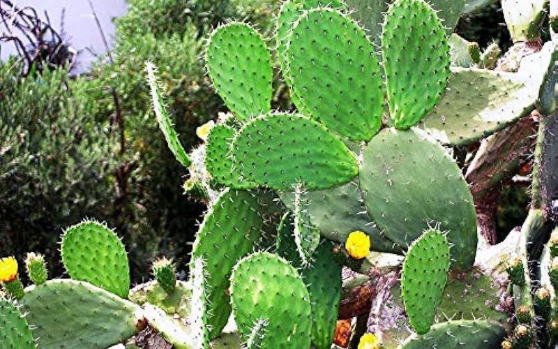 You must have seen that many people plant flower gardens to beautify their homes. You must have noticed that thorny plants are also planted in pots in front of some houses.