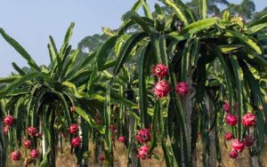 dragon fruit