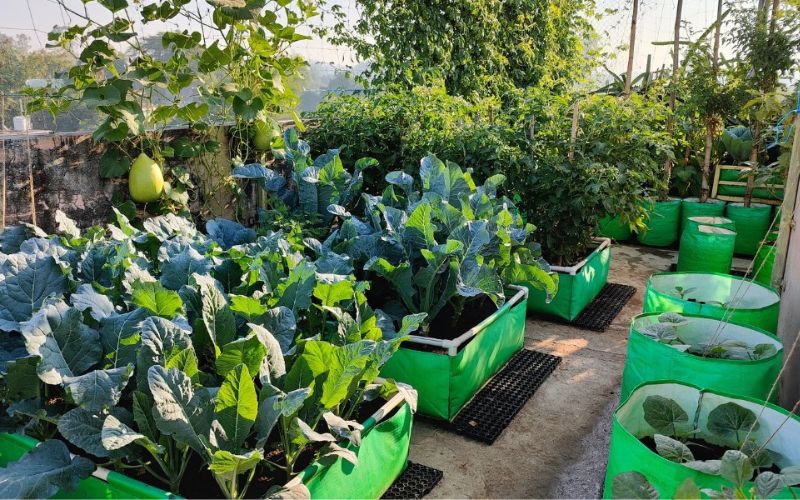 Grow these winter vegetables in pots at home, you will save huge expenses