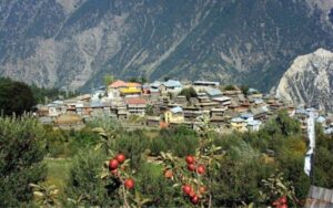 Himachal Pradesh: Normal life has been disrupted due to snowfall in some areas, but there is a wave of happiness among the farmers doing horticulture.