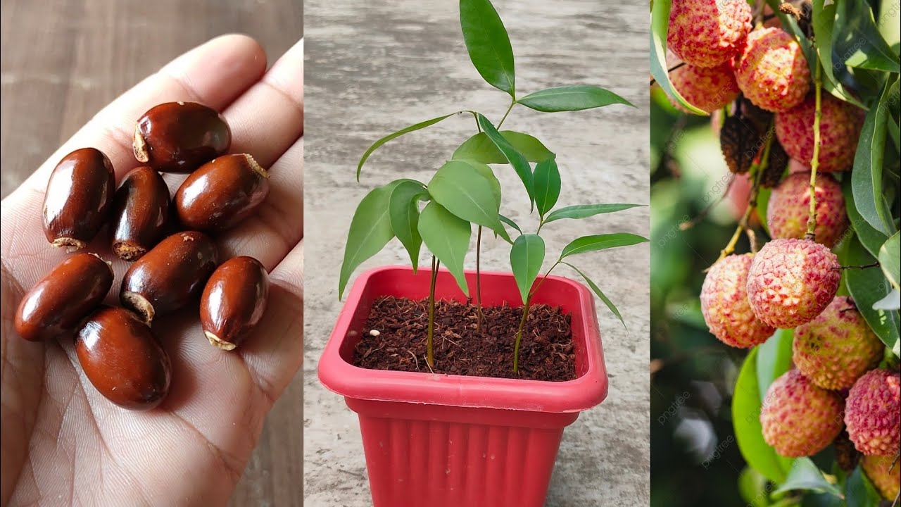 Litchi plant is easily available in nurseries, today if you wish you can plant litchi plant in a pot also.