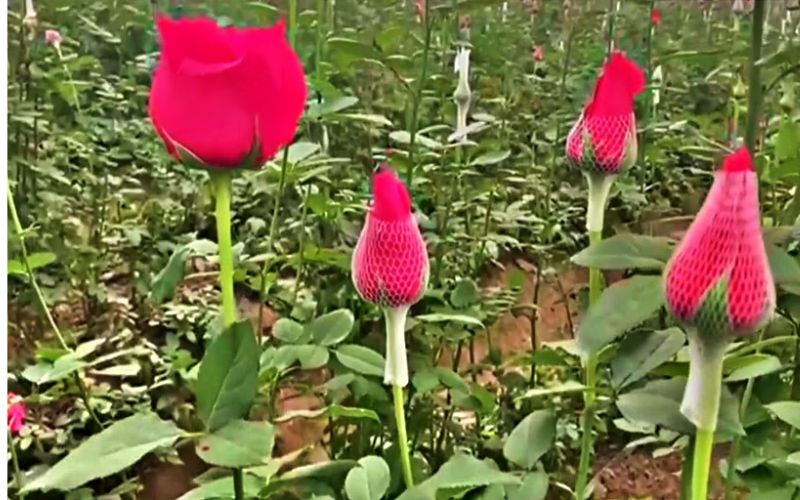 Hapur flowers were used in the decoration of the temple in the life consecration program of Ramlala.