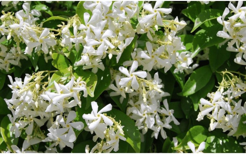 Jasmine flower is mostly used in worship in our country. Also you must be aware that the women of our country are very proficient in handicrafts