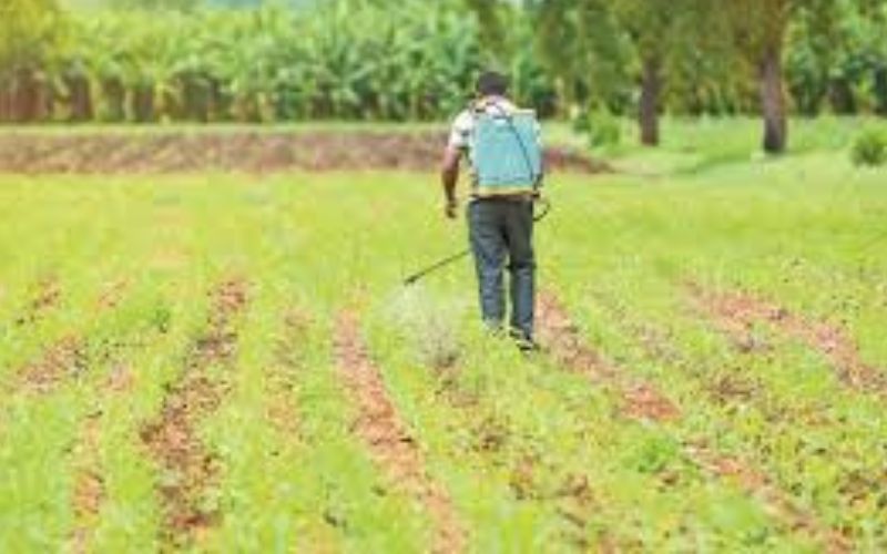 Farmers use many types of chemicals and chemical fertilizers to cultivate horticulture. Now the government has banned it