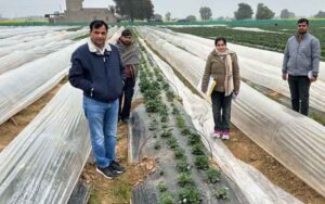 Farmers should adopt low tunnel technique to protect vegetables from frost in harsh winters