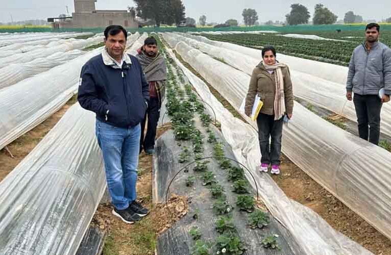 कड़ाके की ठंड में सब्जियों को पाले से बचाने के लिए किसान अपनाएं लो टनल तकनीक