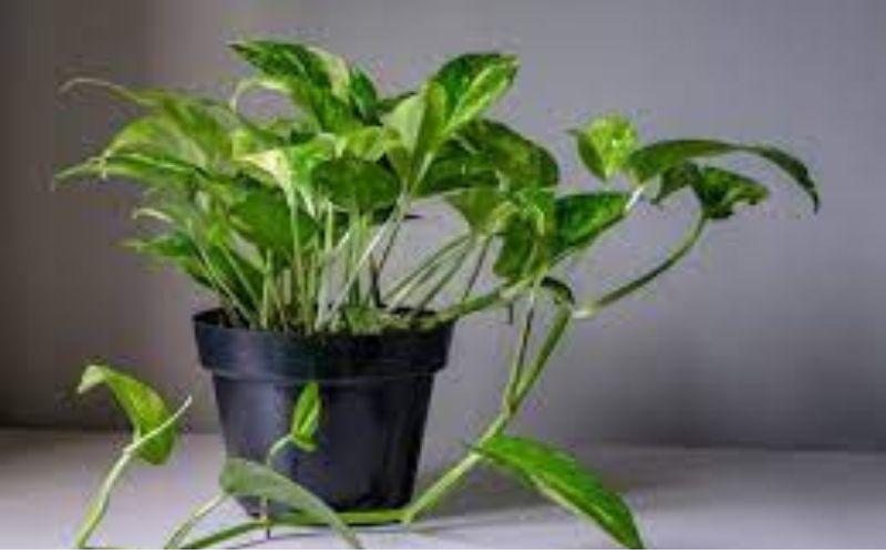 In Vastu Shastra, money plant is considered a symbol of prosperity. It is believed that keeping a money plant in the house pleases Goddess Lakshmi