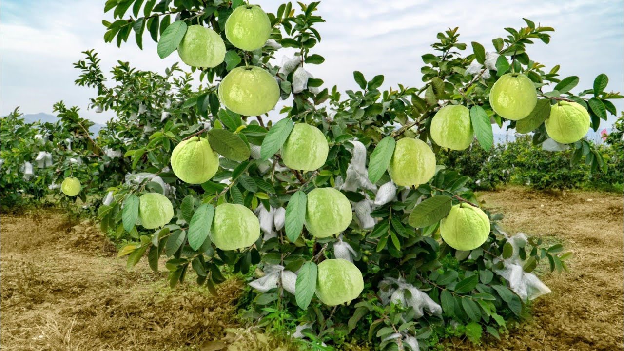 guava cultivation