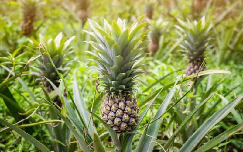 Pineapple, also known as Ananas, can earn millions from its cultivation.