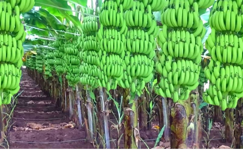 Banana is cultivated on a large scale in our country. .