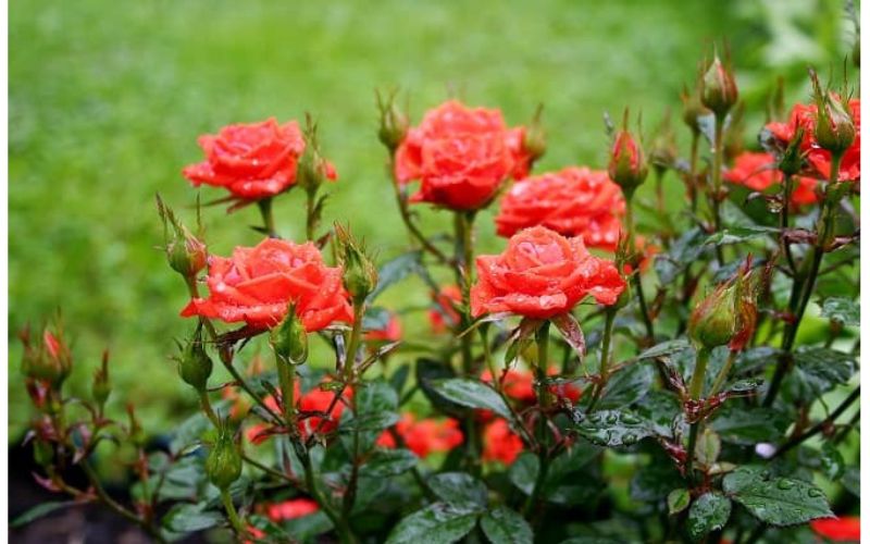 We are going to give information about five varieties: Hybrid Tea, Small Rose, Alba Rose, Floribunda Rose and Climbing Rose.