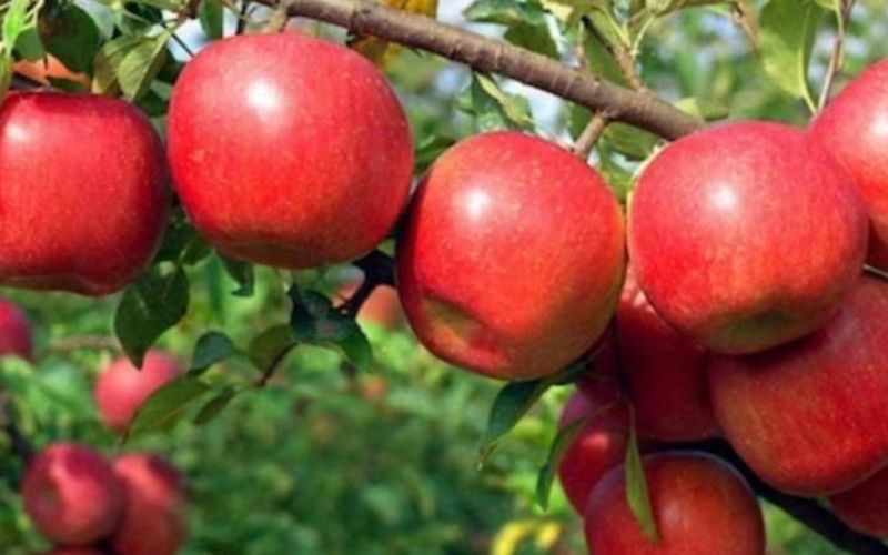 Apple plays an important role in the economic condition of Himachal Pradesh. There was nothing special for the gardeners who planted apple fruits in the year 2022 and 2023. In 2022,