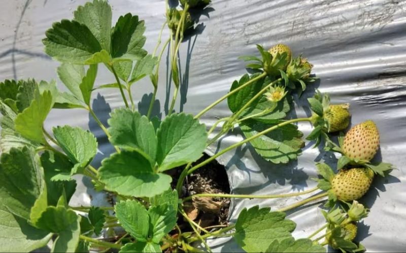 Farmer Umesh Dattatreya Khamkar of Satara district of Maharashtra has cultivated white strawberry