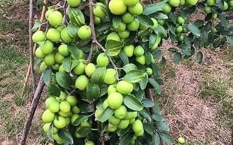 Gardeners can earn profits worth lakhs from the cultivation of this fruit.