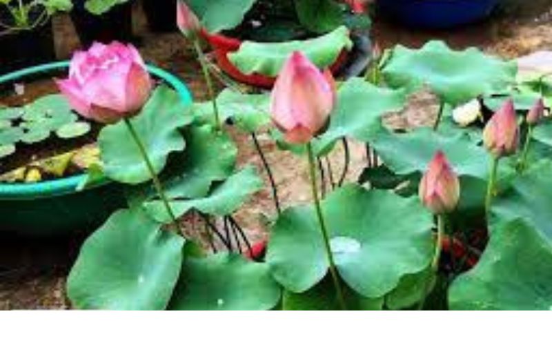 Lotus is a national flower. This flower is considered a symbol of Indian culture.