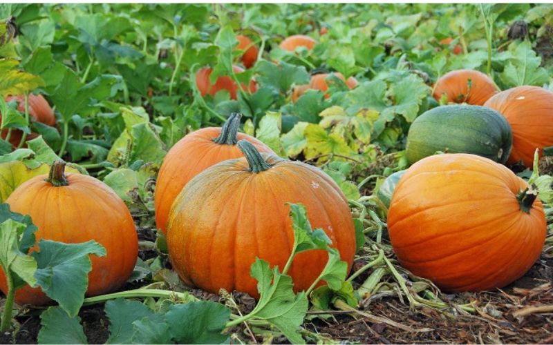 Grow pumpkin easily in a pot like this