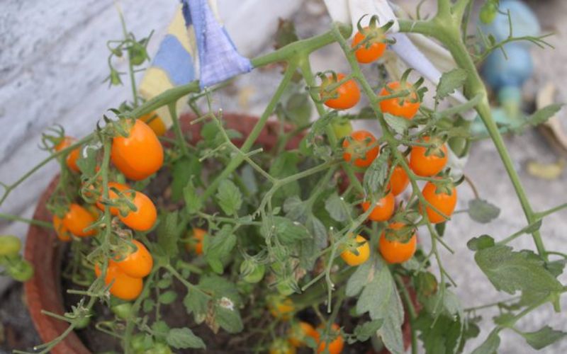 How to prepare tomato nursery