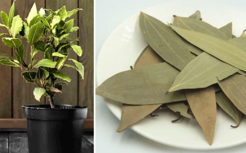 If you want to grow bay leaves at home, then use this method