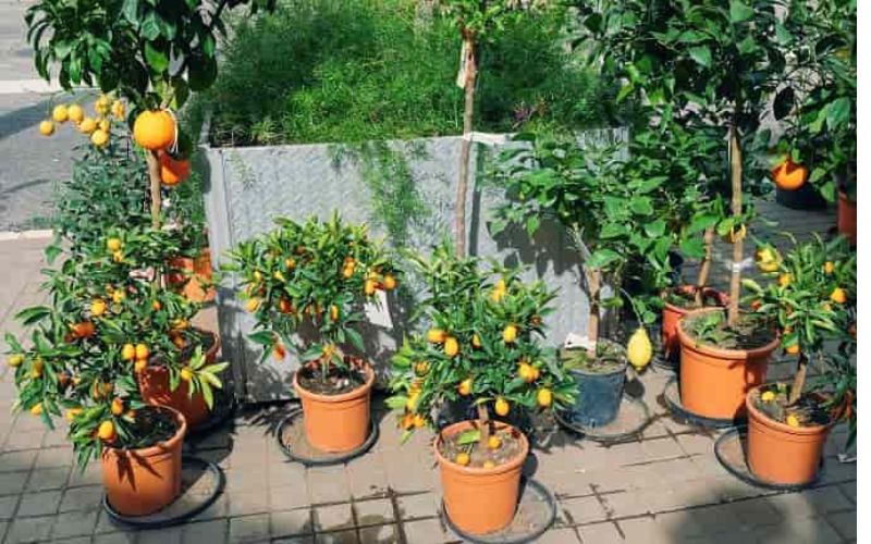 How to plant lemon in a pot