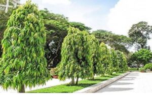 Why is Ashoka tree planted in front of the house?