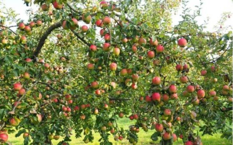 Scientists at Himachal Pradesh's University of Horticulture and Forestry, Nauni have identified a major mutation in an indigenous apple variety.