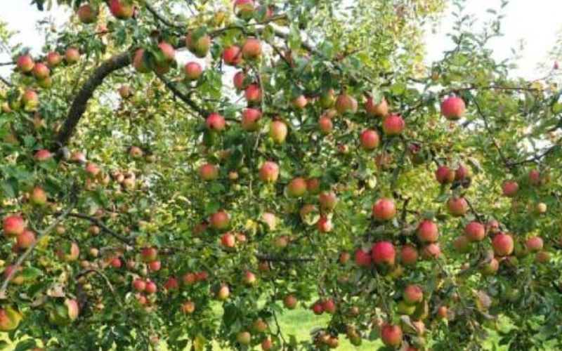 Apple production is likely to decline due to less snowfall in the hilly states of Uttarakhand and Himachal Pradesh.