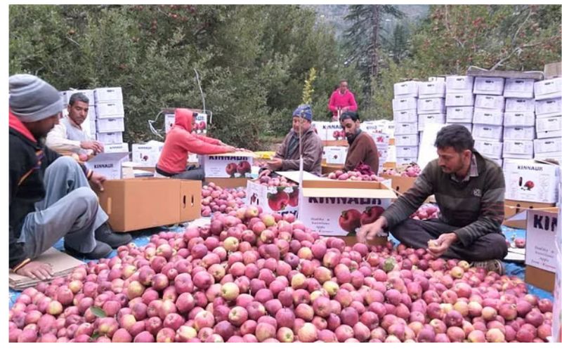 Under the Integrated Horticulture Mission in Himachal Pradesh, 4,000 gardeners have not yet received 50 percent grant for the year 2014-15 or the purchase of power tillers