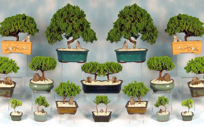 Some people also plant Bonsai plants. Bonsai. It originates from Japan and China, but the craze for its grafting and gardening is increasing day by day in India.