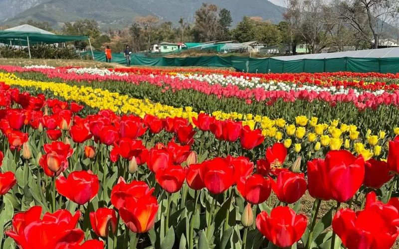 Farmers have started cultivating flowers to increase their income. In such a situation, flower farming is also very popular and is proving beneficial.