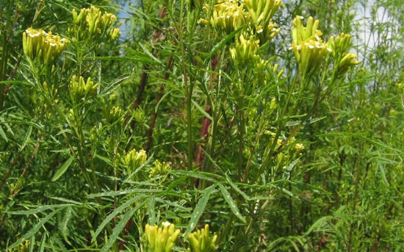 Cultivation of wild marigold is proving to be very beneficial for the farmers.