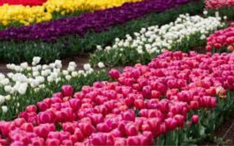 Tulip Festival has started at Shantipath in Chanakyapuri, Delhi. It is organized every year by Delhi Municipal Council.