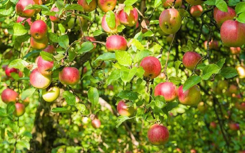 This farmer from Uttarakhand took loan and cultivated apples