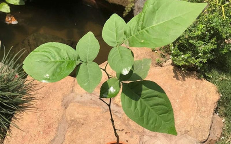 Belpatra which is considered auspicious to plant in the house. It is believed that by applying this, Goddess Lakshmi resides in the house.