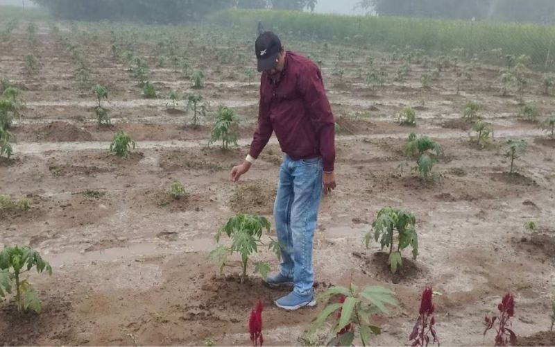 In today's changing times, farmers have started farming through new technology.