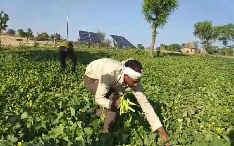 A farmer from Churu district of Rajasthan has achieved a new milestone in the field of agriculture.