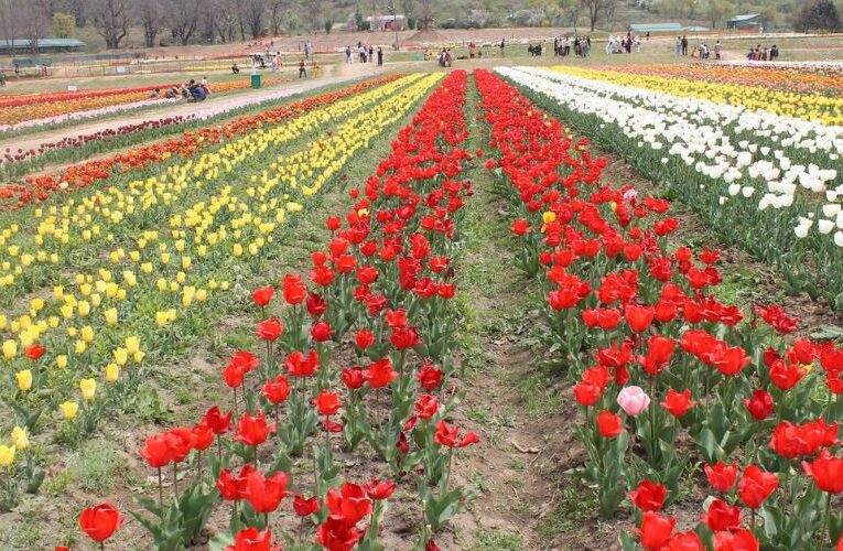 Delhi Blooms Bright, Tulip Festival Celebrates Spring time Splendor