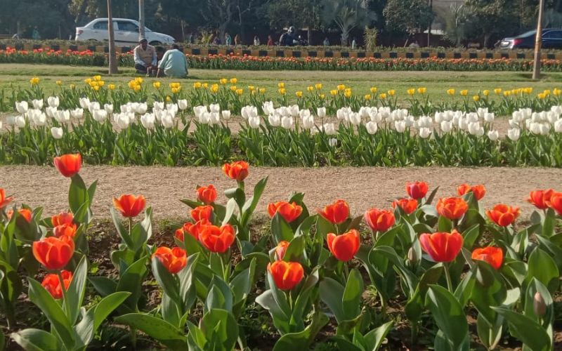 Spring has arrived, Tulip Festival is organized in many countries of the world in autumn or spring.