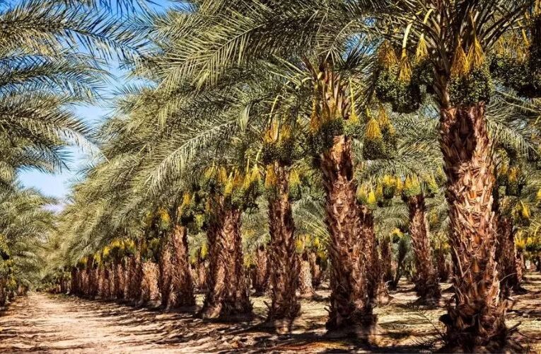 Farmers in Mirzapur Set to Prosper with Increased Date Palm Cultivation