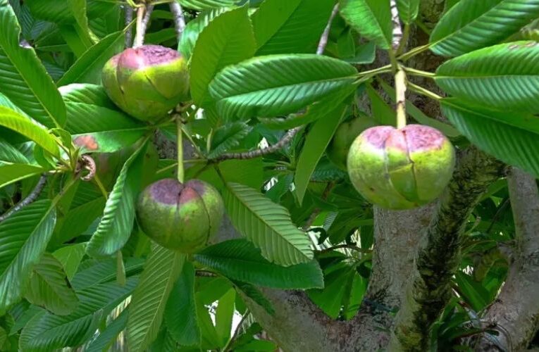 क्या आप जानते हैं, धरती पर उगने वाले इस बलशाली फल के बारे में?