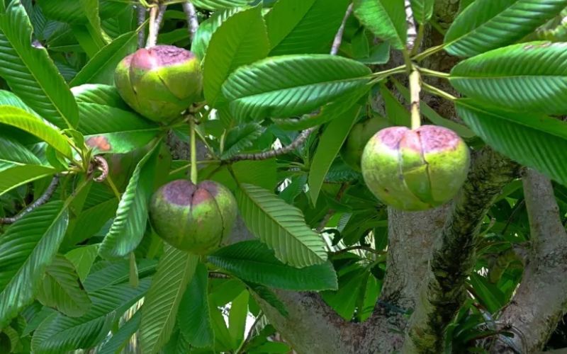 The most special thing about this fruit is that it is rich in many nutrients. Elements like Vitamin A, Vitamin C, Vitamin E