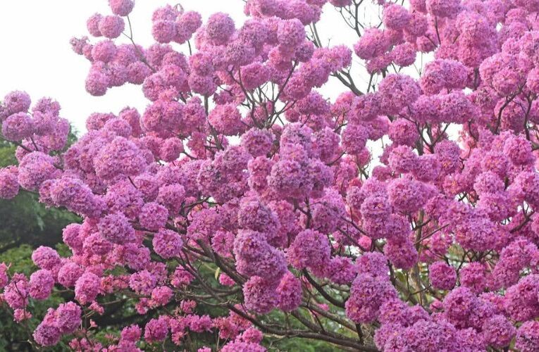 Pink Magic, Bengaluru Transformed by Tabebuia Rosea