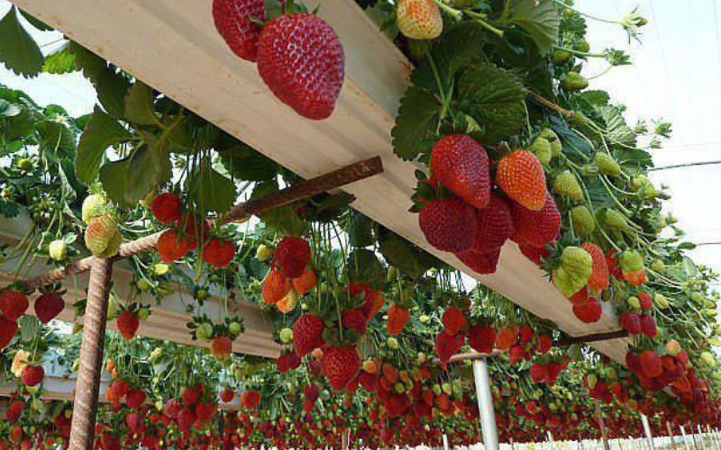 Farmer Kaliram of Sunabeda plateau of Nuapada district of Odisha has done amazing work in the cultivation of strawberry.