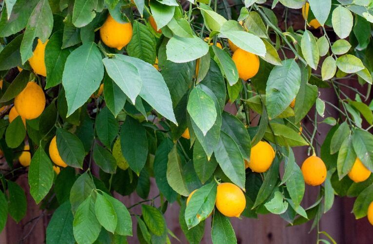 Unlock the Secret to Growing Lemon Trees a Guide to Leaf Cutting Cultivation