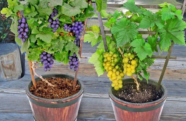 From Grocery Store to Garden, Growing Your Own Grapes in Pots