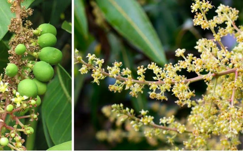 After budding in the mango tree in February and March, mustard sized seeds start appearing.